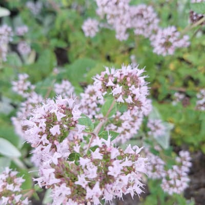The image is a close-up, out-of-focus photograph of a cluster of small, light pink flowers with visible stamens and pistils. The flowers are grouped together on a thin stem, with some green leaves and darker foliage in the background, suggesting a garden or natural setting. The lighting appears to be natural daylight. There is no indication of the city of Mechelen, Belgium, or any people, actions, or interactions.