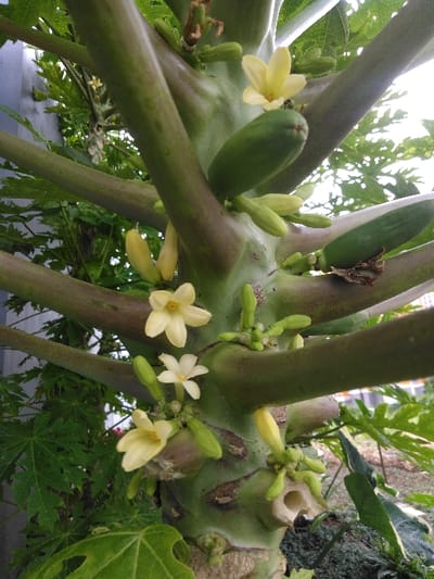 This image depicts a close-up view of the central trunk section of a papaya tree (Carica papaya), located in the city of Nathene, Laos. The primary subject is a robust, green main stem featuring multiple horizontally oriented, scarred nodes indicative of former leaf attachments. Several pale yellow, five-petaled flowers, some fully open and others as buds, are clustered at these nodes. Interspersed among the flowers are multiple small, unripe, elongated green papaya fruits, approximately 5-10 cm in length, directly attached to the main stem. Large, palmate green papaya leaves are visible, blurred in the foreground and background, with additional unidentified green foliage present. The background also includes a light-colored, indistinct surface, possibly a building or sky. The scene is illuminated by natural light.