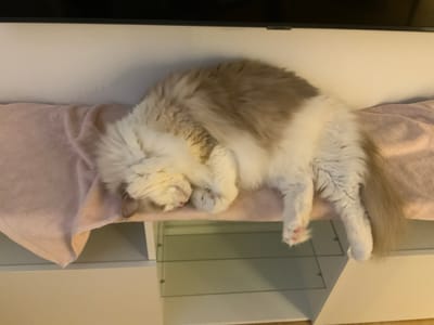A fluffy, light-colored cat with tan markings is sleeping on a pink blanket. The cat is curled up, with its head resting on its paws. Its eyes are closed, and its nose is pink. The cat is lying on a shelf or surface, which is covered with a pink blanket. The background is a light-colored wall. The scene appears to be indoors, possibly in a home or apartment. The cat is the sole subject in the image.