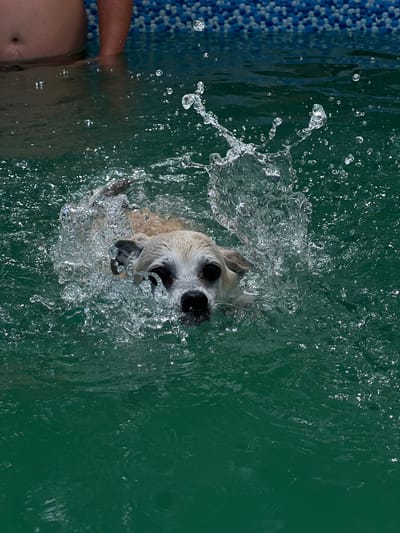In the city of Kulishi, Ukraine, a small, light-colored dog with dark eyes and a black nose is swimming in a turquoise swimming pool. The dog is partially submerged, with water splashing around its head and body. The water is clear and reflects the sunlight, creating a shimmering effect. The dog appears to be enjoying itself as it paddles through the water. In the background, the edge of the swimming pool is visible, lined with blue and white tiles. A person's torso is visible above the water in the upper left corner of the image. The scene is bright and sunny, suggesting a warm day.
