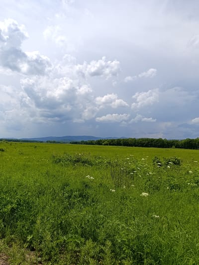 This is a vertical, eye-level, outdoor photograph of a vast green field under a cloudy sky. The foreground is dominated by tall, lush green grass with some scattered white wildflowers and darker green leafy plants. The middle ground shows more of the expansive field, leading to a dense line of dark green trees that form a horizon. Beyond the treeline, distant, hazy blue mountains are visible. The sky is filled with a dramatic array of white and grey clouds, with some patches of blue sky peeking through. The lighting suggests it may be a slightly overcast or pre-storm day. There are no people or animals visible in the image. The scene is natural and undeveloped, with the implied location being the countryside surrounding Kazanka, Russia, characterized by open fields, forests, and distant mountains.