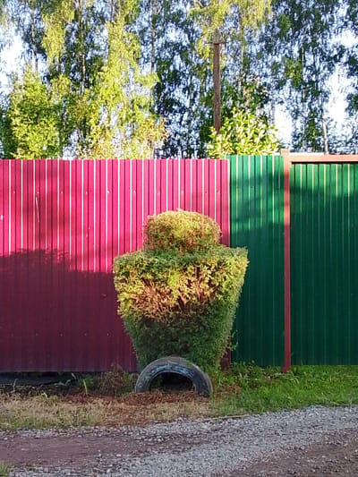 A sculpted evergreen shrub resembling a torso stands on gravel in front of a corrugated metal fence. The fence is divided into two sections: the left side is deep red, and the right side is dark green. A black tire is partially buried in the ground around the base of the shrub. In the background, tall trees with green foliage line the top of the fence, and a wooden utility pole is visible among the trees. The ground in front of the fence is covered in gravel and patches of grass. The image appears to be taken outdoors on a sunny day.
