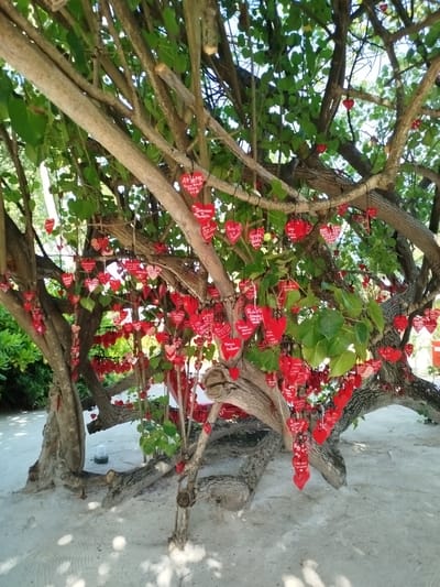 In Gulhi Falhu, Maldives, a tree stands on a sandy beach, its branches adorned with numerous red heart-shaped ornaments. These ornaments, many of which are inscribed with writing, hang from strings, creating a decorative display against the backdrop of green foliage and the bright sky. The tree's weathered bark and gnarled branches suggest age and resilience. The sandy ground beneath the tree is smooth and light-colored, indicating a typical beach environment. There are no people visible in the image. The overall scene is one of natural beauty and thoughtful embellishment.