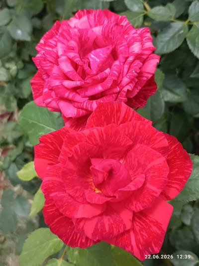 Two variegated roses, one pink and one red, are in focus against a blurred green background of leaves. The roses have a striped pattern of light and dark petals. The bottom right corner of the image shows a timestamp: "22.06.2026 12:39". The location is not specified in the image.