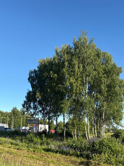 The image depicts a cluster of birch trees with vibrant green foliage against a clear, bright blue sky. In the background, there is a row of buildings and parked cars, suggesting an urban or semi-urban setting. The foreground is a grassy field with patches of purple wildflowers. The overall scene is bathed in natural sunlight, indicating it was taken during the daytime. The location is specified as Ostrovskoye, Russia.