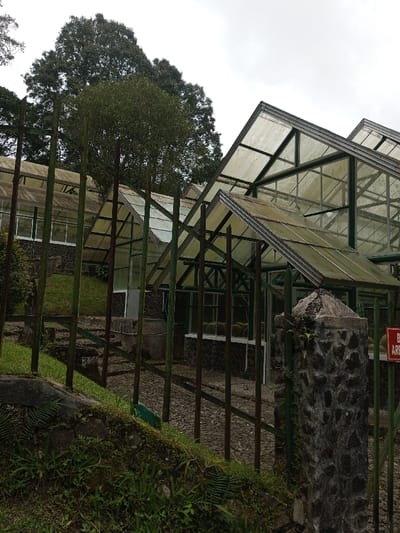 A series of connected greenhouses with glass roofs are situated on a hillside with lush greenery. A dark metal fence and stone posts mark the perimeter. The greenhouses appear slightly weathered. A large tree looms in the background under an overcast sky. The scene evokes a sense of peaceful cultivation.