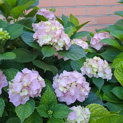 This media file captures a close-up view of a hydrangea bush with clusters of light pink and pale green flowers, interspersed with lush green leaves. The flowers are in various stages of bloom, with some fully open and others in bud. The leaves are broad and have a textured, veined surface.

In the background, a section of a brick wall is visible, with vertical metal bars running across it, suggesting an outdoor setting, possibly a garden or near a building. The lighting appears to be natural daylight, with soft shadows, indicating it might be daytime.

The image focuses on the natural beauty of the hydrangeas and their foliage. There is no discernible activity or event taking place; it is a still life composition of plants. No text is visible in the image. Given the location context of Troitskaya, Russia, this scene likely depicts a garden or landscape during the blooming season for hydrangeas.