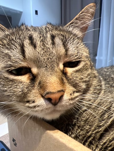 The scene is set indoors in the city of Shaberdinka, Russia. A close-up photograph features a domestic tabby cat with brown and grey striped fur, occupying the majority of the frame. The cat's head is prominently displayed, with its eyes partially narrowed, displaying dark irises. Its nose is a pinkish-brown hue, and numerous white whiskers extend from its muzzle. The cat appears to be resting its lower face or chin on the top edge of a light brown, possibly cardboard, object. A small black paw print icon is visible on the lower left portion of this object. The background is out of focus; to the left, a light-colored wall features a dark, rectangular wall-mounted switch or outlet. To the right, a bright, diffuse light source illuminates a light, possibly sheer, window covering. The overall lighting is bright, casting subtle shadows on the cat's face. The cat is stationary, looking directly towards the viewer.