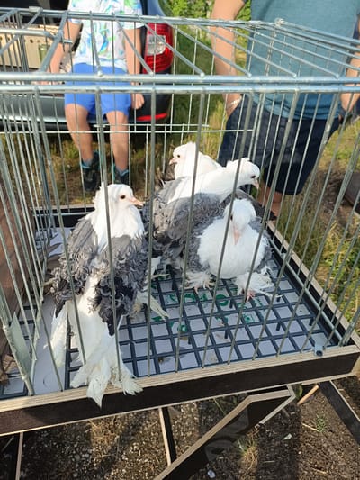 The image depicts three white and grey pigeons with curly feathers, possibly a breed like the fantail pigeon, confined within a metal cage. The cage has a plastic grate floor and is positioned outdoors on uneven ground covered with dry grass and dirt. In the background, out of focus, are the legs and lower torsos of two individuals. One person is wearing blue shorts and dark shoes, and the other is wearing dark pants. A portion of a dark-colored vehicle is also visible behind them. The scene suggests an event or gathering where pigeons are being transported or displayed. The lighting indicates it is daytime, likely sunny given the shadows. The location is specified as Łosice, Poland, although no specific landmarks or identifying features of the city are present within the frame itself. The overall impression is a straightforward, unembellished view of pigeons in a cage outdoors with people present.