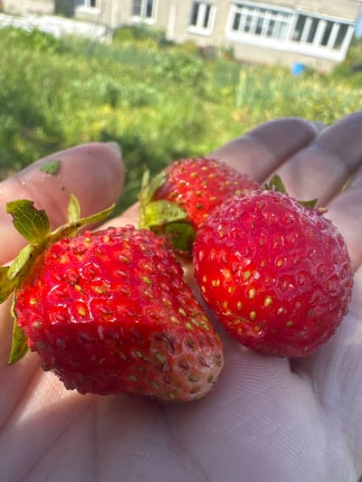 In a close-up, hand-held shot, three ripe strawberries are presented in a person's palm. The strawberries are a vibrant red, with visible seeds and green stems. The hand, with its textured skin, forms the foreground. In the background, out of focus, is a green grassy area with a building that appears to be a residential structure, suggesting a rural or suburban setting. The lighting indicates it is daytime, likely sunny, given the brightness and shadows. The image was taken in the village of Шелокша, Russia.