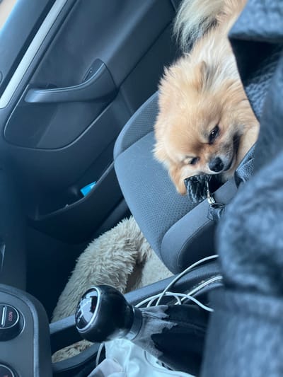 Inside a car, a small, fluffy dog with light brown fur rests on the passenger seat. The dog is secured with a dark-colored harness. The car interior features a gray seat, a black gear shift, and a fuzzy tan seat cover or cushion near the gear shift. A portion of the car door panel is also visible, highlighting the car's interior components.