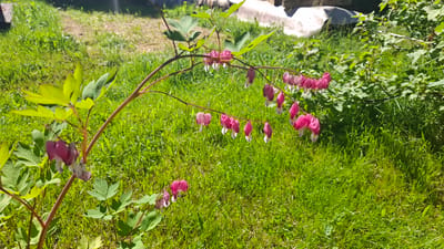 In Novovilgovskoye Sel'skoye Poseleniye, Russia, a garden scene is captured on a bright, sunny day. The primary subject is a bleeding heart plant, its delicate pink, heart-shaped flowers, with white tips, cascading from thin, arching stems. The plant's vibrant green, lobed leaves provide a lush backdrop. The background consists of a well-maintained lawn of green grass, with hints of other foliage and some indistinct structures or objects in the far background. The lighting suggests a midday sun, casting subtle shadows and highlighting the textures of the plants and grass. There are no people or animals visible in the frame, and no discernible actions are taking place other than the natural growth and display of the flora.