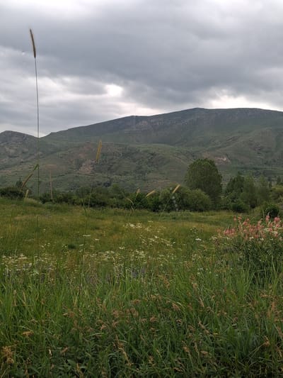 This image depicts a dramatic landscape in Martiros, Armenia, characterized by a steep, verdant mountain to the left and a lush, overgrown field in the foreground. The mountain face is textured with varying shades of green and brown, suggesting a rugged terrain with visible geological features. The sky above is overcast, with patches of bright light indicating a break in the clouds, hinting at a dynamic weather system.

The field in the foreground is dense with a variety of tall grasses and wildflowers, some of which are a delicate pink and white. The vegetation appears untamed, suggesting a natural, possibly remote, setting. Several stalks of dry grass stand out against the greener foliage, adding a rustic element to the scene. The overall impression is one of natural beauty and a sense of wildness, untouched by extensive human intervention.

The image is oriented vertically, with the mountain dominating the left side and the field extending from the center to the right. The lighting suggests it could be late afternoon or early morning, given the diffused light and potential for dramatic shadows on the mountain, though the overcast sky moderates this. There is no visible text within the image. The scene evokes a sense of peaceful isolation and the raw beauty of the Armenian highlands.