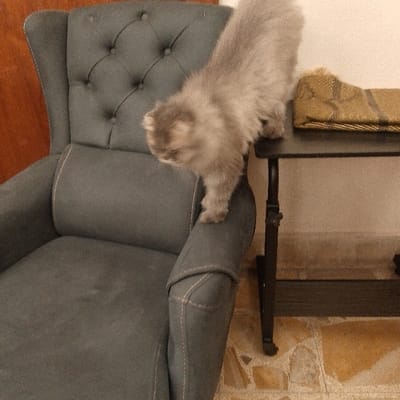 An indoor scene in Baghdad, Iraq, depicts a light gray, fluffy kitten in the process of stepping from a gray upholstered armchair onto an adjacent dark side table. The armchair features a button-tufted backrest and lighter-colored stitching details on its armrests and seat. On the side table, a textured fabric item with gold and brown patterns is visible. The immediate background consists of a plain light-colored wall and a segment of brown wooden paneling. The floor is covered with irregular, light-toned tiles. The kitten's head is oriented downwards, towards the table surface, as it transfers its weight.