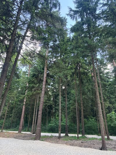 The image shows a dense forest with tall evergreen trees, likely in a city district of Russia. The foreground features a gravel path and some bare earth, suggesting a recently developed or maintained area. In the mid-ground, a black metal fence runs horizontally, separating the path from the denser forest. Several trees in the mid-ground have red and white striped tape wrapped around their trunks. The canopy of the trees creates a shaded environment, with patches of sunlight filtering through. The sky is visible through the branches, appearing light blue and overcast. The overall impression is of a natural woodland area bordering a developed path or park.