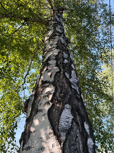 A low-angle shot looks up at the trunk and canopy of a mature birch tree. The trunk is textured with the characteristic white and dark bark of a birch. Sunlight filters through the dense green foliage, casting dappled shadows on the bark. The sky is a clear blue, visible through gaps in the leaves. The scene is in the city of Altayskiye Zori, Russia, and appears to be a natural outdoor environment.