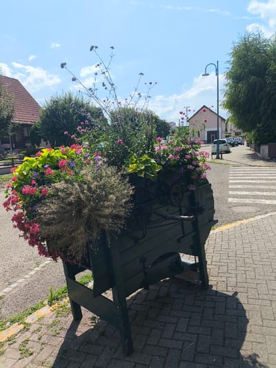 This media file shows a rustic wooden planter filled with a vibrant assortment of flowers, including pink verbena, red geraniums, and other purple and green foliage. The planter is dark green and appears to be made from an old barrel or vat, supported by a wooden stand. It is positioned on a paved sidewalk next to a street, with a crosswalk visible in the background.
In the distance, several houses with red-tiled roofs and light-colored facades are visible, suggesting a residential or village setting. A street lamp with a curved arm stands nearby, and parked cars are visible on the street. The weather appears to be clear and sunny, with a bright blue sky and scattered white clouds. The time of day is likely midday or early afternoon, given the strong sunlight and shadows.
The overall impression is one of a charming, well-kept outdoor space, possibly in a village in Ittenheim, France. There is no visible text in the image. The scene evokes a sense of tranquility and natural beauty, with the colorful flowers providing a focal point against the backdrop of the village architecture and the clear sky.