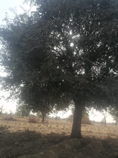 A sun-drenched field is populated by scattered trees. The foreground is dominated by a large, leafy tree casting a strong shadow. Its trunk is thick and sturdy, rooted in the dark soil. In the distance, other trees dot the landscape, and a hazy sunlight filters through the foliage. The dried grass of the field adds a muted, earthy tone to the scene.