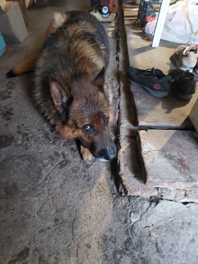 The image captures a high-angle view of a large dog, resembling a German Shepherd, lying on a rough, textured concrete or stone floor. The dog's fur is a blend of brown, black, and tan, and appears somewhat damp or unkempt. Its head is tilted upward and slightly to the right, with its dark, alert eyes fixed on something outside the frame, likely the photographer. Its snout is dark, and one ear is visible and slightly pricked.
The setting appears to be an indoor or covered utilitarian area, such as a garage, basement, or shed, indicated by the raw concrete and brick surfaces. A raised structure or ledge, constructed from rough concrete blocks, runs across the mid-ground.
On this elevated surface, various objects are visible. To the left, there are white plastic bags or sheeting, a dark, possibly wire or plastic crate, and a partially visible red and black object, possibly a tool. To the right, a pair of black athletic shoes with a distinct red circular logo on the side are present, alongside a pair of lighter-colored work boots. The red logo on the black shoe appears to be a stylized symbol, resembling an 'X' or cross within a circle.
The overall scene depicts a moment of quiet observation by the dog within a stark, functional environment. No specific activity or event is taking place beyond the dog's focused attention. The lighting is dim, suggesting an indoor setting or low natural light. There is no discernible specific text, only the stylized logo on the shoe. The image context places the location in Mshanets, Ukraine.