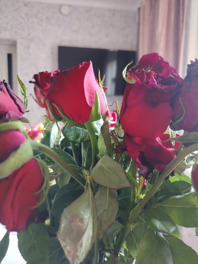 A close-up, slightly out-of-focus shot captures a bouquet of deep red roses. The roses are the primary subjects, with some appearing in full bloom and others still partially closed, their velvety petals tinged with a darker hue towards the edges. The stems are thick and green, interspersed with vibrant green leaves, some of which show signs of wilting. The lighting suggests it is daytime, with soft, diffused light illuminating the scene. The background is blurred, showing hints of an indoor setting with a patterned wallpaper, a television screen mounted on the wall, and a curtained window. There are no people or discernible activities taking place, just a still life of flowers. The overall impression is one of simple, natural beauty, perhaps a gift or decoration. The location context of Grigorevka, Kyrgyzstan, does not provide specific visual cues within the image itself, but suggests the flowers are in a domestic or possibly hotel setting in that region.