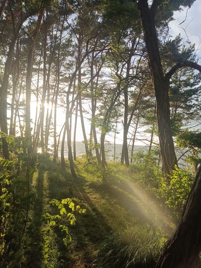 This is a photograph of a forest path leading towards the sea in Stegna, Poland. The sun is setting, casting long shadows through the trees and creating a golden light that illuminates the scene. The trees are tall and slender, with dense foliage. The path is covered in grass and fallen leaves. In the distance, the sea is visible, with gentle waves lapping at the shore. The sky is a clear blue, with a few wispy clouds. The overall mood of the image is peaceful and serene.