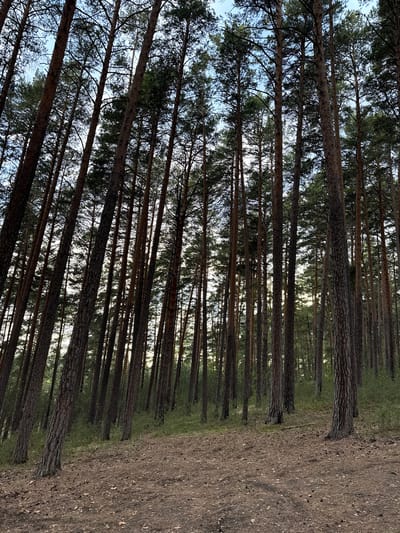 The image depicts a dense pine forest in Dom Otdykha Zolotoy Plyazh, Russia. The trees are tall and slender, with their trunks closely spaced. The camera is positioned looking upwards through the canopy, revealing glimpses of the sky. The forest floor is covered with dry grass and pine needles. A dirt road or path is visible on the right side of the image, bordering the trees. No people are visible in the image.