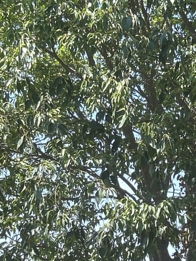 The image is a close-up, low-angle shot of the dense foliage and branches of a tree, likely an olive tree given the context of Militello in Val di Catania, Italy. Sunlight filters through the leaves, creating highlights and shadows. The leaves are elongated and pointed, appearing to be a vibrant green. The branches are gnarled and dark brown, crisscrossing each other to form a complex network. The sky is visible in some areas between the leaves, appearing as a bright, clear blue. The overall impression is one of lush, natural growth. There are no people or specific man-made objects visible in this frame, suggesting a natural, outdoor setting within the city, possibly a park or a private garden.