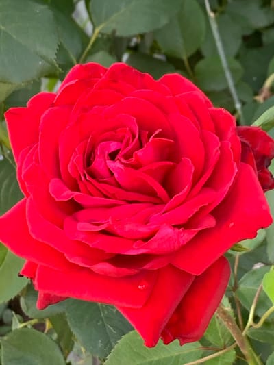 A close-up, eye-level shot captures a vibrant red rose in full bloom. The rose's petals are unfurled, revealing a tightly swirled center and soft, velvety textures. Several dew drops glisten on the petals, adding a delicate touch. The rose is set against a backdrop of lush green foliage, with some leaves slightly out of focus. The overall impression is one of natural beauty and freshness. This image was taken in Probuzhdenie, Russia, in a garden setting.