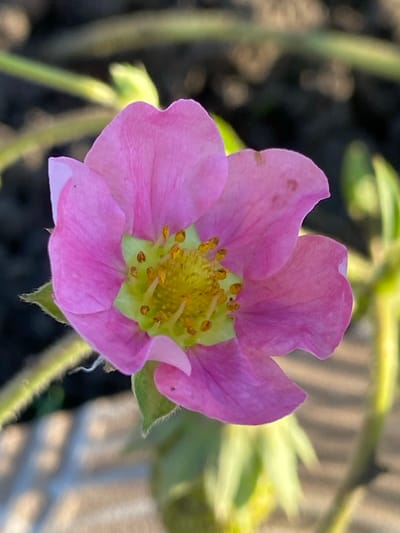 A close-up, eye-level, outdoor photograph captures a single pink flower in full bloom. The flower has five delicate petals with slightly ruffled edges, displaying a vibrant pink hue with subtle darker pink spotting on some petals. The center of the flower features a cluster of yellow stamens surrounding a bright green receptacle. The flower is positioned slightly off-center to the left of the frame, with a shallow depth of field that blurs the background. Visible in the background are out-of-focus green stems and leaves, as well as a dark, indistinct area that could be soil or foliage. In the lower left corner, a blurred, textured surface, possibly a paved area with a pattern, is visible. The lighting suggests natural sunlight, casting a soft glow on the flower. The image does not contain any identifiable people, actions, or interactions. The location is not discernible from the image itself, and therefore no details about Staromyshastovskaya, Russia can be provided.