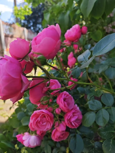 The image displays a cluster of vibrant pink roses in bloom, interspersed with green leaves and buds. The roses are captured in a close-up shot, with some in sharp focus and others softly blurred in the background. The setting appears to be an outdoor garden, with hints of a fence and foliage visible in the distance. The lighting suggests it is daytime, possibly with sunlight filtering through the leaves. The overall impression is one of natural beauty and a flourishing garden. There are no people or animals present in the image. The location of Чонкаўскі сельскі Савет, Belarus, is not visually discernible from the provided image.