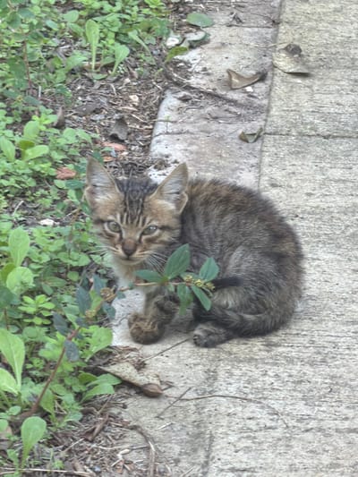 A small, brown, grey, and black tabby kitten is centrally positioned, seated on its haunches on a light grey concrete surface. The kitten's head is oriented forward, with its light green eyes directly engaging the viewer. Prominent white whiskers extend from its muzzle. To the left of the kitten, and extending into the foreground, midground, and background, is an area of varied green foliage, including leafy plants and ground cover, intermixed with visible soil and dry organic debris. A light grey concrete curb or raised edge runs diagonally from the upper left towards the mid-right, separating the dense vegetation from the flatter concrete surface. Several dry, brown leaves are scattered on the concrete. The scene is illuminated by ambient natural light. The depicted location is within the Sdot Negev Regional Council, Israel.