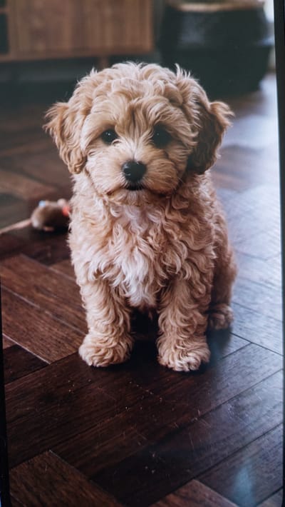 A light brown, curly-haired puppy is lying on a dark wooden floor, viewed from a slightly elevated angle. The puppy is facing the camera, with its head tilted slightly. Its eyes are dark and round, and its nose is black. The puppy's fur is fluffy and appears soft.
The setting is indoors, with the floor made of dark wooden planks arranged in a herringbone pattern. The lighting suggests it could be daytime, with soft, diffused light illuminating the puppy. There are no people visible in the image.
A small, toy mouse with a red tip is visible beneath the puppy's chin. The background is out of focus, but appears to be a dimly lit room with hints of furniture.
The overall emotion conveyed is one of cuteness and innocence, often associated with puppies. The image is taken with a shallow depth of field, focusing attention on the puppy. There is no visible text in the image. The location context of Büyükçekmece, Turkey, does not provide specific visual cues within the image itself.