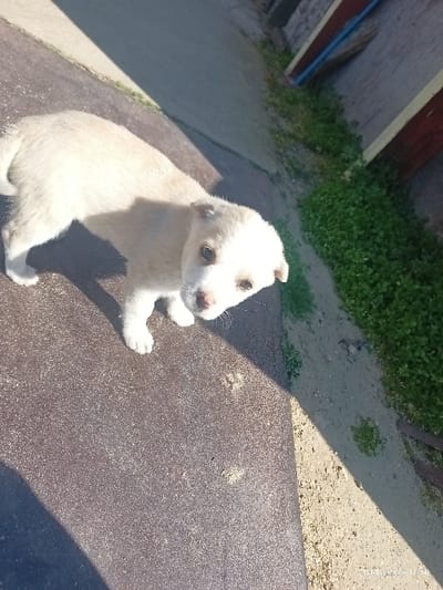 A light-colored puppy stands outdoors in Voiniagovo, Bulgaria. The puppy, with creamy white fur, dark eyes, and a light pink nose, is positioned in the left-center of the frame, looking directly towards the observer with its head slightly tilted. It stands on a dark, coarse-textured ground surface, likely weathered asphalt or concrete. To the right of the puppy, a lighter sandy dirt path runs alongside a strip of green, clover-like vegetation. In the background on the right, a wall or fence structure features a vertical reddish-brown wooden post or panel and a horizontal blue pipe or conduit. Strong sunlight illuminates the scene, casting distinct shadows, including a large, dark shadow from an unseen object across the lower left foreground and partially obscuring the puppy's lower body. No other individuals or animals are visible.