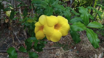 Two vibrant yellow Allamanda flowers bloom prominently in the foreground of this close-up, eye-level shot. Their trumpet-shaped petals are fully open, revealing a lighter yellow interior. The flowers are surrounded by glossy, deep green leaves, some of which overlap and obscure parts of the blossoms. Behind the flowers and leaves, the background is a blur of natural elements. Vertical, thin, wooden stakes form a rustic fence or support structure. Dry brown foliage and earth make up the ground cover, with hints of lighter vegetation and possibly shadows of trees or bushes further in the distance. The lighting appears to be natural daylight, casting soft shadows and highlighting the textures of the petals and leaves. The scene is set outdoors, likely in a garden or natural setting, suggesting a temperate or tropical climate. The specific location is in the city of Cotjrat, Indonesia.