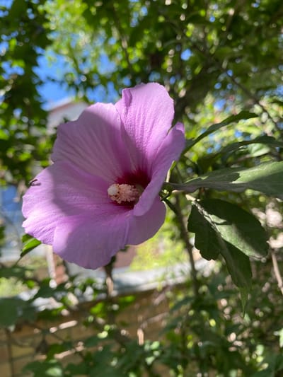 This is a close-up, low-angle shot of a single, light purple hibiscus flower in bloom. The flower is the primary subject, with its delicate petals gently unfurling. At the center of the flower, a prominent stamen with a light-colored pollen-covered tip is visible. The flower hangs downwards from a stem, surrounded by green leaves and branches of a tree. The background is a soft, blurred bokeh of green foliage and patches of bright blue sky, suggesting it is a sunny day. Sunlight casts a soft shadow across the lower portion of the flower, highlighting its texture and shape. The overall scene is natural and peaceful, evoking a sense of a warm day in a garden or outdoor setting. There is no visible text in the image. The location context of Alamüdün, Kyrgyzstan, provides a geographical setting for this natural scene.