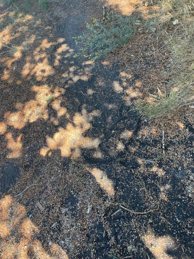 The image depicts a ground-level view of a path or clearing in a natural, outdoor setting, likely within or near the city of Успенка, Kazakhstan. The ground is primarily composed of dark soil, liberally scattered with dry, brown organic debris such as fallen leaves, pine needles, and small seed pods. Patches of dry, straw-like grass and some sparse, green vegetation are visible along the edges and scattered within the scene. Distinct dappled shadows from foliage overhead are cast across the ground, indicating sunlight filtering through trees or shrubs. There are no people or animals visible in the image, nor are there any man-made objects beyond what might be considered natural detritus like small twigs. The overall impression is one of a natural, somewhat unkempt area, possibly a walking trail or a wild patch of land.