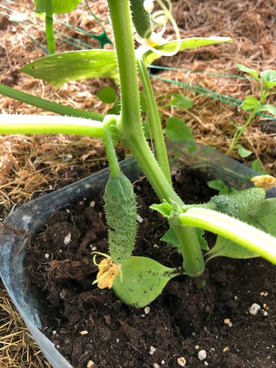 In Staroe Istomino, Russia, a young cucumber plant grows in dark soil within a clear plastic container. The plant has a thick, green stem covered in fine hairs, with several leaves and tendrils extending outwards. A small, immature cucumber, no more than a few inches long, hangs from a shorter stem. It is bumpy and green, with a small yellow flower attached to its base. Another, even smaller cucumber is visible further up the plant stem. The background consists of straw or dried grass, with green netting visible in the distance, suggesting the plant is being cultivated. The lighting is natural, indicating an outdoor setting.