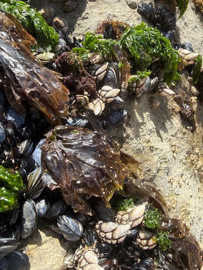 The image shows a close-up view of a rocky shoreline at low tide, with various marine life attached to the rocks. The scene is located in Colares, Portugal.

Dominant subjects include clusters of dark blue-black mussels, many of which are tightly packed together. Interspersed among the mussels are barnacles, characterized by their conical, greyish-white shells. Several pieces of brown and dark reddish-brown seaweed are visible, some appearing slick and wet, while others are more dry and leathery. Bright green, feathery seaweed is also present in smaller clumps.

The environment consists of a textured, light-colored rock surface that appears somewhat rough and uneven, showing signs of erosion and tidal exposure. Small droplets of water are visible on the surfaces of the marine life and rocks, indicating the recent presence of water. The lighting suggests a sunny day, casting shadows on the rock surface. No people are visible in the image. The overall impression is a natural, intertidal ecosystem teeming with sessile organisms.