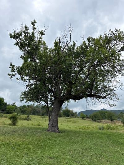 The image depicts a large, mature tree with a thick trunk and expansive branches, its leaves a vibrant green against a cloudy, overcast sky. The tree stands in a grassy meadow, with rolling hills and a line of trees visible in the background. A wire fence runs across the middle ground, separating different sections of the pasture. The overall scene conveys a sense of rural tranquility, characteristic of the landscape in and around Sis, Azerbaijan. There are no people or animals visible in the image.