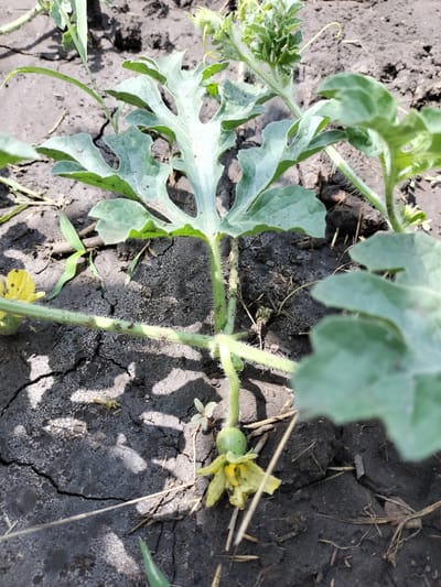 A young watermelon plant is shown growing in dark, cracked soil. The plant has large, lobed green leaves and a hairy stem. A small, green watermelon is visible, attached to the stem by a thin vine, with a wilting yellow flower nearby. In the background, more of the plant's foliage and the surrounding ground are visible. The scene appears to be outdoors, with the sunlight casting shadows on the ground, suggesting it is daytime. The cracks in the soil indicate dry conditions. There is no visible text in the image. The location context is Kudashivka, Ukraine.