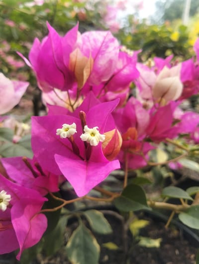 This is a close-up, eye-level, outdoor shot of bright pink bougainvillea flowers. Two small white flowers with yellow centers are visible in the foreground, positioned on top of the pink bracts. The background is softly blurred, showing more pink and white bougainvillea, green foliage, and hints of yellow. The lighting suggests it is daytime, possibly with some dappled sunlight. The image does not contain any people, actions, or interactions. The scene is in Cotseurani, Indonesia.