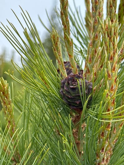 The image depicts a close-up view of pine needles and a developing pine cone on a tree branch. The needles are long, slender, and green, with some showing a yellowish tint at their tips. Several new growth buds, covered in reddish-brown scales, are visible along the branch. A dark purple, mature pine cone is prominently featured, with its scales tightly closed. One small droplet of water is visible on one of the needles. The background is softly blurred, suggesting an outdoor environment, likely a natural setting. The scene is devoid of any human presence or activity. The image does not provide any specific information about a location in Anosovskii, Russia; it is a general botanical observation.