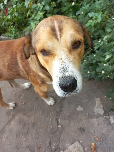 The image features a medium-sized dog standing on a cracked concrete or asphalt surface. The dog's fur is predominantly tan and light brown, exhibiting darker brown stripes along its back and a distinct lighter brown stripe down its forehead. Its muzzle is white, culminating in a black nose, and fine particulate matter, consistent with dirt or sand, is visible on the white fur around its muzzle and cheeks. The dog's eyes are brown, and it looks directly at the viewer. White markings are present on its paws. The background consists of dense green foliage containing small yellow and hints of red/pink flowers. The scene is located in Akhaltskaro, Georgia.