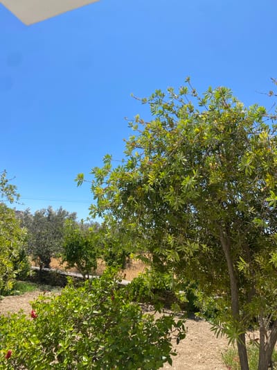 The scene depicts an outdoor landscape in Πλατύς Γιαλός, Greece, under a clear, cloudless blue sky, indicative of bright daylight. The foreground features a partial view of a white architectural element at the top left, likely a building overhang. A dense green bush with sporadic red blossoms is visible at the lower left. To the right, the trunk and lower branches of a large, leafy green tree occupy a significant portion of the frame. The ground in the immediate foreground and midground consists of dry, light brown soil with sparse vegetation. In the midground, a low, light-colored stone wall traverses horizontally. Beyond the wall, a field of dry, yellowed vegetation is visible. Several other green trees of varying sizes are present in the midground, including a darker green, possibly olive, tree to the far left. Horizontal utility wires are discernible against the sky in the upper midground. No people, animals, or specific activities are present.