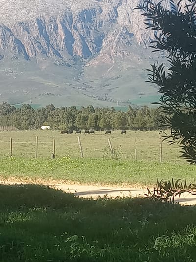 The image depicts a rural landscape in the Witzenberg Local Municipality, South Africa. In the foreground, a dirt path cuts through lush green grass, with some sparse yellow wildflowers visible. A dark green tree branch with thin leaves partially obscures the view on the right side of the image.
The midground features a fenced pasture with several cows grazing. The cows are predominantly dark brown and black. A small white structure, possibly a shed or a shelter, is visible in the distance, behind the cows. A line of dense green trees forms a backdrop to the pasture.
The background is dominated by a large, rugged mountain range with visible rock formations and slopes. The mountains appear to be a mix of earthy tones and green vegetation. The overall lighting suggests it is daytime, possibly late afternoon given the shadows. There are no people visible in the image.