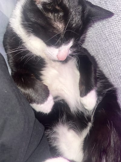 A black and white cat sleeps curled up on a gray, textured surface. The cat's head is resting down, with its pink nose visible. Its front paws are tucked under its chin, and its white chest fur is prominent. A dark, soft object, possibly clothing, is partially visible on the left side of the image, adjacent to the cat. The lighting is dim, casting shadows and highlighting the cat's fur. The scene is likely indoors.