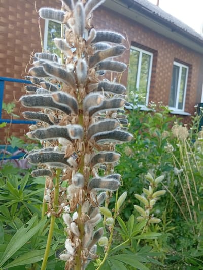The image shows a close-up view of a lupine plant with numerous seed pods. The seed pods are elongated, furry, and arranged vertically along the stem. Some pods are dark gray with lighter fuzzy edges, while others are a lighter green, suggesting different stages of development. The plant is in a garden setting, with lush green foliage and other plants visible in the background.
Behind the lupine, a brick house with white-framed windows and a dark roof is visible. The house appears to be residential. The overall scene suggests a sunny day, as indicated by the bright lighting and the greenness of the vegetation. The presence of the house and garden suggests a rural or suburban location. The location context provided is Mykhnivtsi, Ukraine. There are no people visible in the image. The image focuses on the natural elements of the garden and the house in the background. The time of day appears to be daytime, likely late morning or afternoon, given the brightness of the light. The weather seems to be clear and pleasant, supporting outdoor growth.