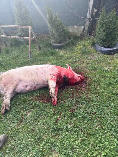 The image displays a deceased, light-colored pig lying on its left side on a patch of green grass, densely covered with clover-like vegetation, in the city of Zagore, Bulgaria. The pig shows extensive blood saturation and pooling around its head, neck, and front right leg, with numerous blood splatters visible on its body and across the immediate grassy area. In the background, two conical evergreen trees, planted within dark tires, are visible. A wooden A-frame structure stands to the left of the background plants. A gray tarp or fabric serves as a backdrop, and a concrete slab is partially visible. The toe of a dark-colored boot is visible in the bottom left foreground. The scene is illuminated by bright daylight, with a glare present in the upper left quadrant.