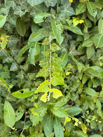 This media file is a close-up, eye-level shot of a dense collection of green foliage, primarily ivy and other broad-leafed plants. The leaves vary in shade from a deep, mature green to a vibrant, almost yellow-green, suggesting new growth. Many of the leaves have a textured appearance, with visible veins, and some show signs of damage such as holes or irregular edges, indicative of natural weathering or insect activity.
The composition is dominated by the plant life, with a prominent vine-like branch extending diagonally across the frame from the left. This branch features smaller, lighter green leaves that stand out against the darker background. The background itself is a thick entanglement of leaves, creating a sense of depth and lushness. The lighting suggests it could be daytime, possibly late afternoon or early morning, given the soft illumination and the lack of harsh shadows. The overall impression is one of a natural, overgrown garden or hedgerow, possibly in Mejaniga, Italy, as indicated by the location context. There are no people, objects, or visible text within the frame. The scene evokes a feeling of natural abundance and the quiet stillness of plant life.