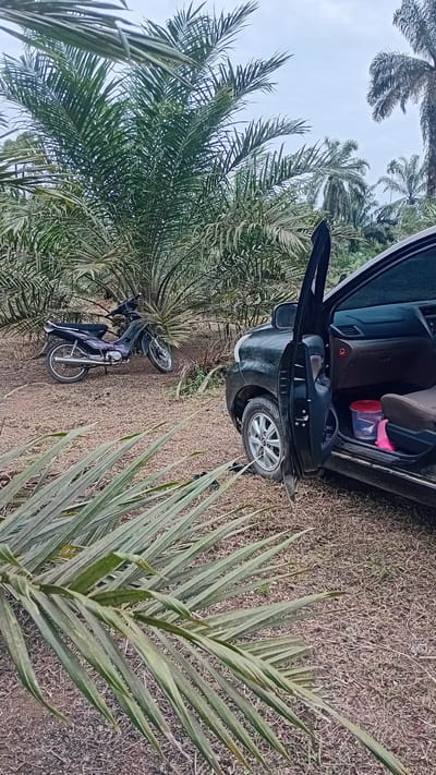In Kilometer Delapan, Indonesia, a dark-colored car is parked on dry, brown earth amidst a dense grove of palm trees. The driver's side door of the car is open, revealing the interior. Inside the car, on the floor, two plastic containers are visible: one red and one pink. To the left of the car, a purple motorcycle is parked, facing the right. The ground is covered with dry grass and fallen palm fronds. The sky is overcast.